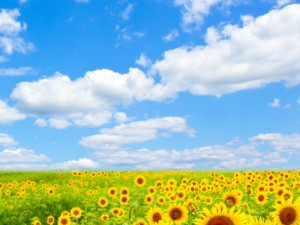 夏　ひまわり